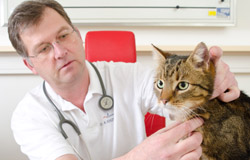 klinische Untersuchung